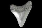 Juvenile Megalodon Tooth - Georgia #101330-1